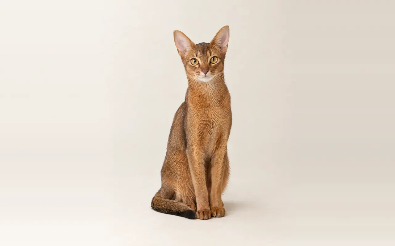 A Abyssinian