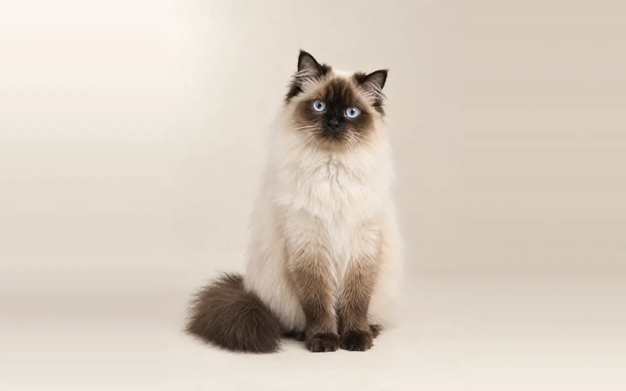 A Himalayan
