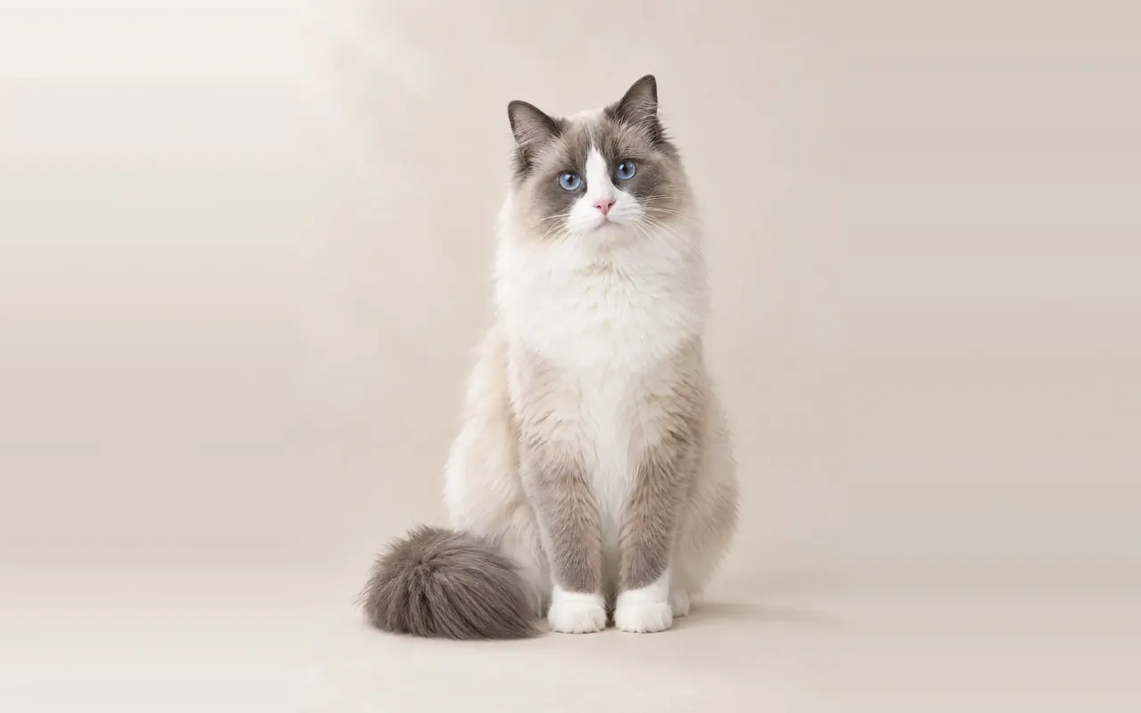 A Ragdoll