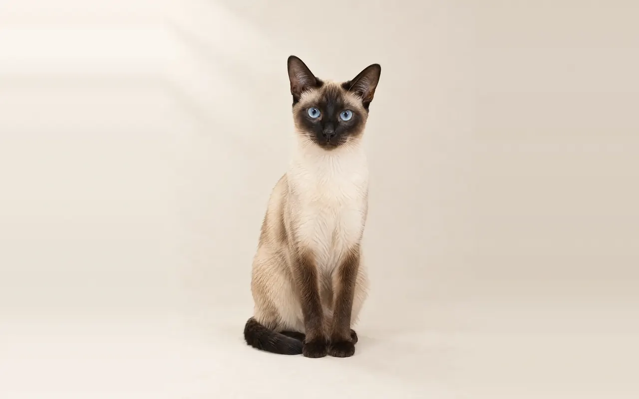 A Siamese