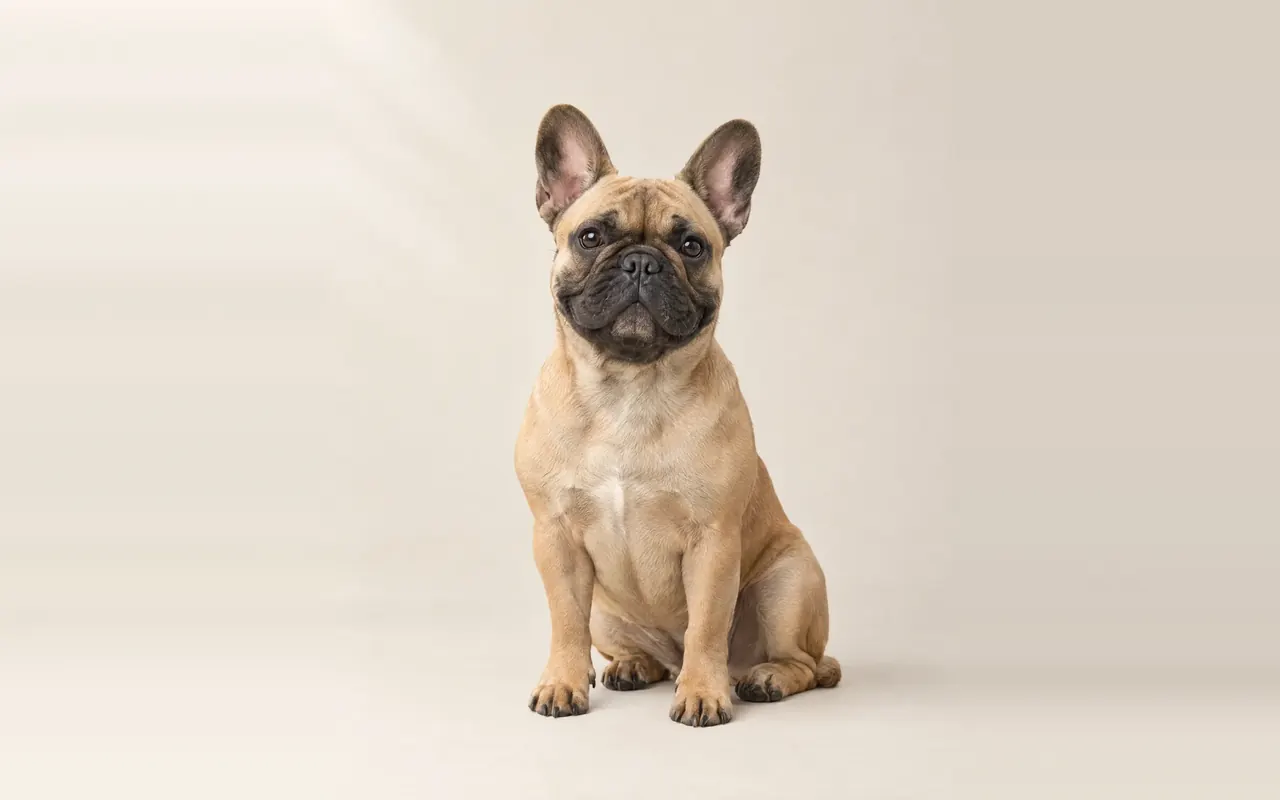 A French Bulldog