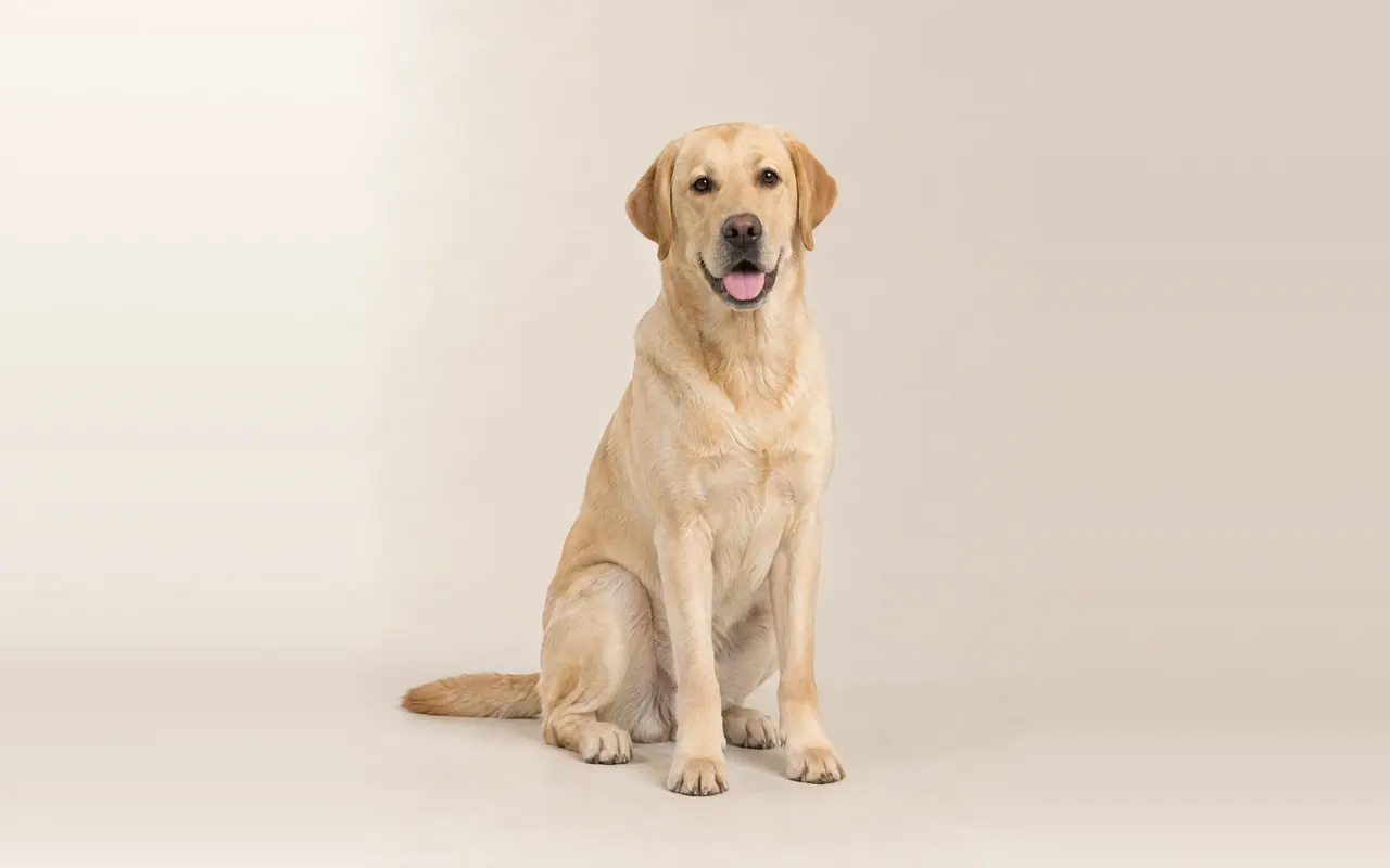 A Labrador Retriever