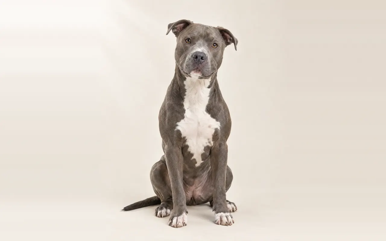 A Pit bull type