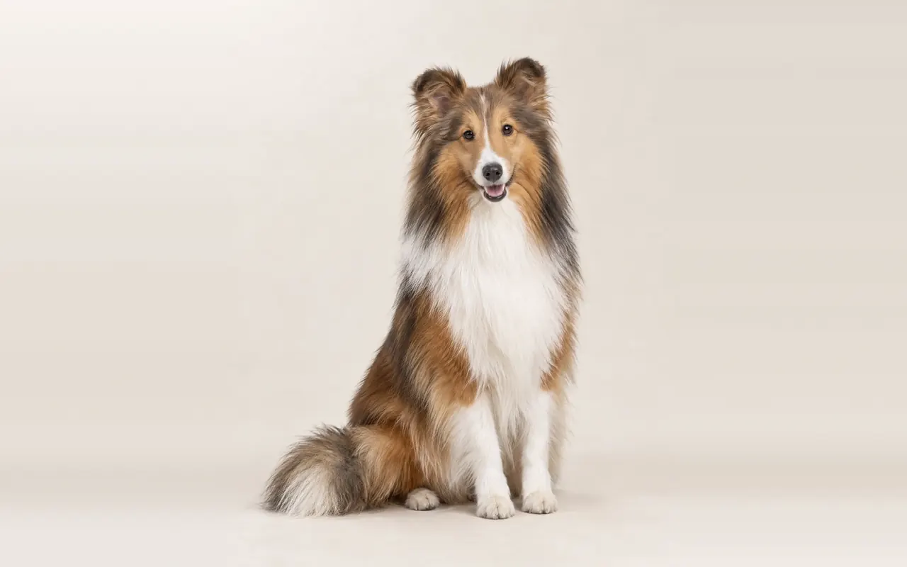 A Shetland Sheepdog
