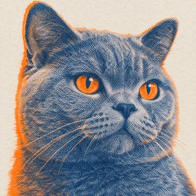 A British Shorthair drawn in our Risograph print style