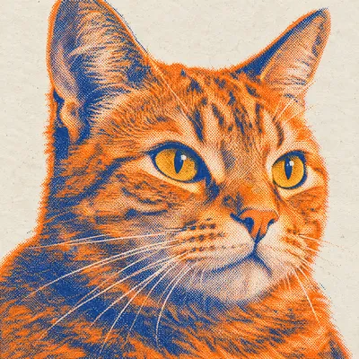 A Domestic Medium Hair drawn in our Risograph print style