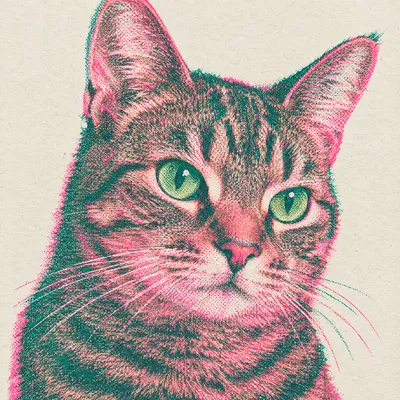 A Domestic Shorthair drawn in our Risograph print style