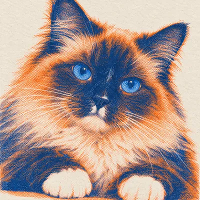 A Ragdoll drawn in our Risograph print style