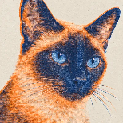 A Siamese drawn in our Risograph print style