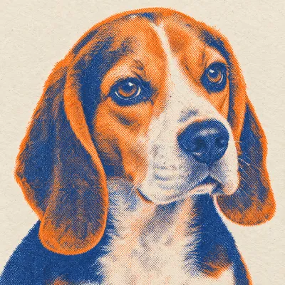 A Beagle drawn in our Risograph print style