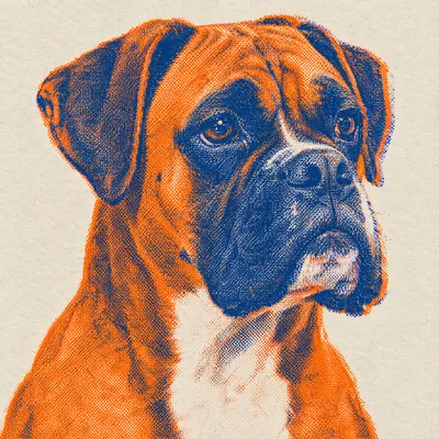 A Boxer drawn in our Risograph print style