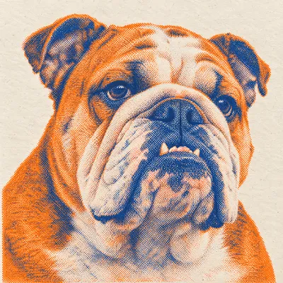 A Bulldog drawn in our Risograph print style
