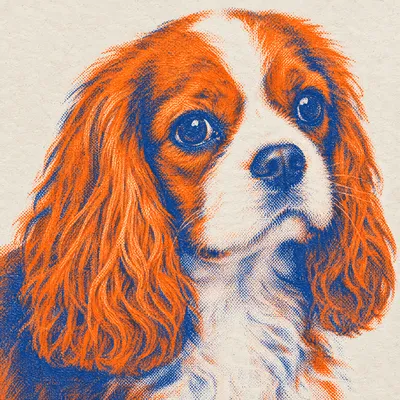 A Cavalier King Charles Spaniel drawn in our Risograph print style