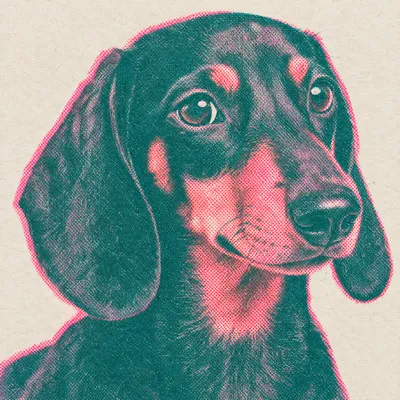 A Dachshund drawn in our Risograph print style