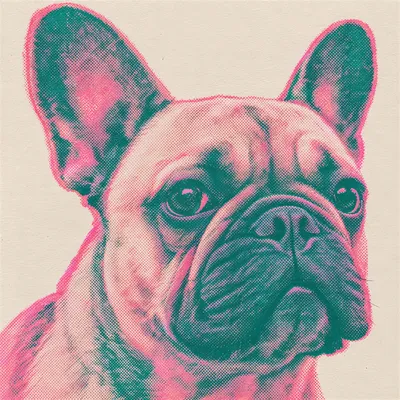 A French Bulldog drawn in our Risograph print style