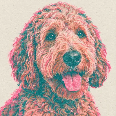 A Goldendoodle drawn in our Risograph print style