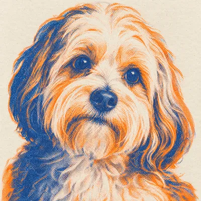 A Havanese drawn in our Risograph print style
