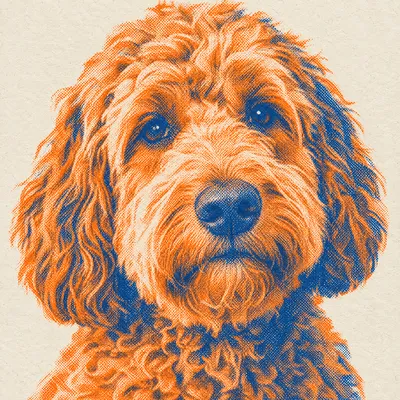 A Labradoodle drawn in our Risograph print style