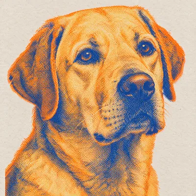 A Labrador Retriever drawn in our Risograph print style