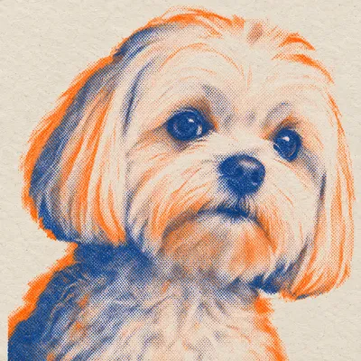 A Maltese drawn in our Risograph print style