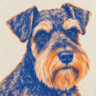 A Miniature Schnauzer drawn in our Risograph print style