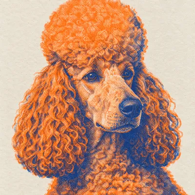 A Poodle drawn in our Risograph print style