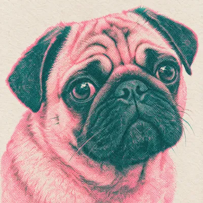 A Pug drawn in our Risograph print style