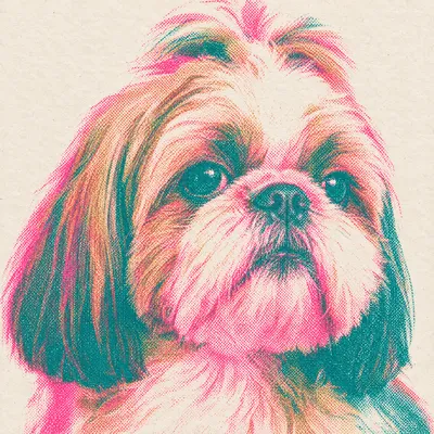 A Shih Tzu drawn in our Risograph print style