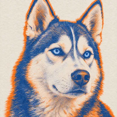 A Siberian Husky drawn in our Risograph print style